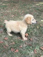 Maggie, a female Golden Retriever for sale in Walnut, MS – 2 of 5