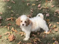 Malie, a female Cockapoo for sale in Walnut, MS – 2 of 4