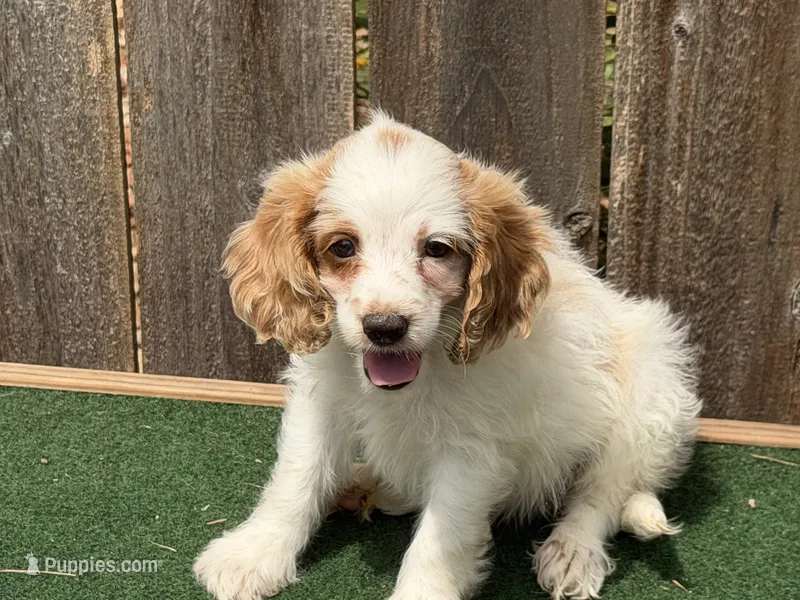 Sam – Cockapoo puppy for sale in Walnut, MS