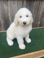 Stella, a female Bernedoodle for sale in Walnut, MS – 3 of 6