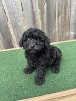 Chase, a male Poodle - Miniature  for sale in Walnut, MS – 5 of 6