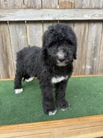 Bailey, a female Bernedoodle for sale in Walnut, MS – 4 of 8