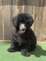 Chase, a male Poodle - Miniature  for sale in Walnut, MS – 1 of 5