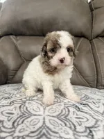 Maggie, a female Cavapoo for sale in Walnut, MS – 1 of 8