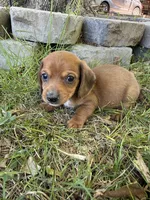 Apple, a male Miniature Dachshund for sale in Walnut, MS – 4 of 4