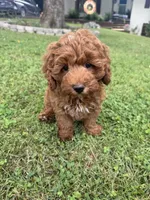 Cooper, a male Cockapoo for sale in Walnut, MS – 6 of 7
