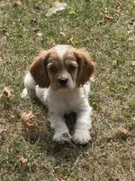Hank , a male Cockalier for sale in Walnut, MS – 4 of 4