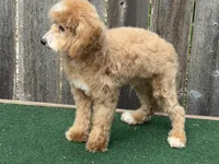 Oliver , a male Bichpoo for sale in Walnut, MS – 6 of 7
