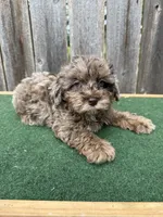 Chase, a male Schnoodle for sale in Walnut, MS – 6 of 6