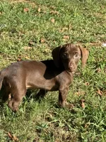 Nike , a male Miniature Dachshund for sale in Walnut, MS – 4 of 4