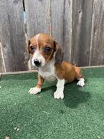 Peanut, a male Miniature Dachshund for sale in Walnut, MS – 7 of 8