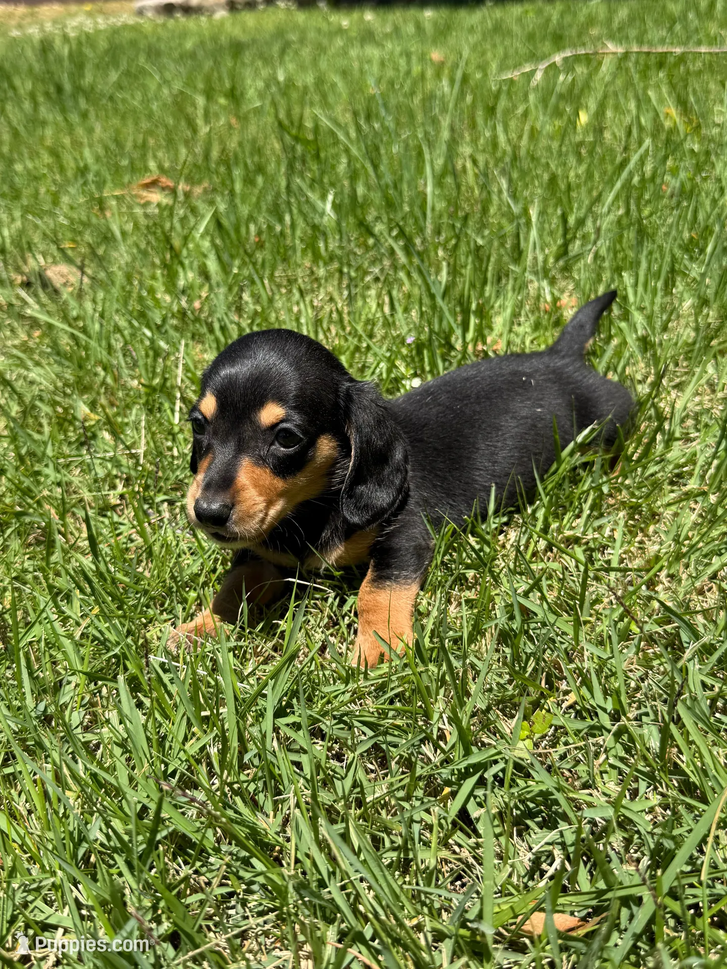 Peanut, a male Miniature Dachshund for sale in Walnut, MS – 4 of 6
