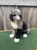 Daisey, a female Bernedoodle for sale in Walnut, MS – 2 of 8