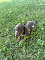 Bella, a female Miniature Dachshund for sale in Walnut, MS – 8 of 8