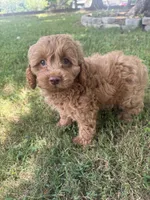 Buddy, a male Cockapoo for sale in Walnut, MS – 6 of 8