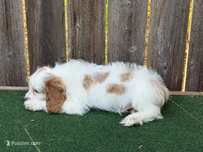 Galen  – Cockapoo puppy for sale in Walnut, MS