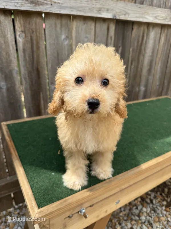 Manning – Miniature Goldendoodle puppy for sale in Walnut, MS