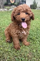 Cooper, a male Cockapoo for sale in Walnut, MS – 3 of 7