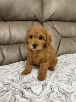 Macy, a female Miniature Goldendoodle for sale in Walnut, MS – 5 of 9
