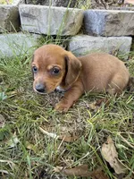 Apple, a male Miniature Dachshund for sale in Walnut, MS – 3 of 4