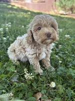 Macy, a female Miniature Goldendoodle for sale in Walnut, MS – 8 of 8