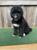 Bailey, a female Bernedoodle for sale in Walnut, MS – 7 of 8