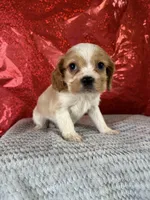 processed/69704948-124e-449c-9b25-f4ff87e1ff5c/listing/39a238b0-92f8-4071-94d5-66fd227b706d/48d30ff7-ee95-400d-be1d-2346f85ea990