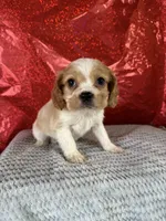 processed/69704948-124e-449c-9b25-f4ff87e1ff5c/listing/39a238b0-92f8-4071-94d5-66fd227b706d/9d87d947-929e-4038-8f24-0f18faa6e414