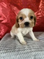 processed/69704948-124e-449c-9b25-f4ff87e1ff5c/listing/39a238b0-92f8-4071-94d5-66fd227b706d/ffa37b46-bbd9-4266-a9e9-1bf5e06d7665