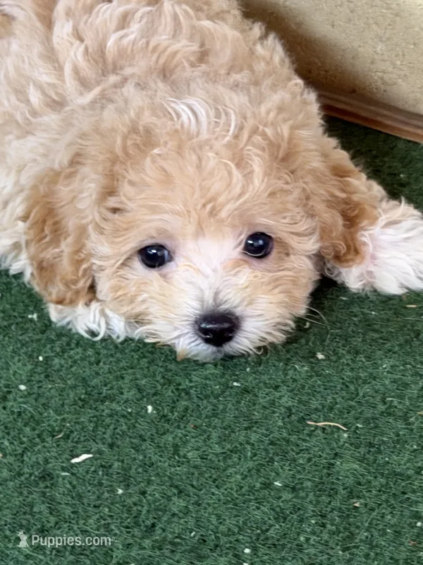 Gayla – Bichpoo puppy for sale in Walnut, MS
