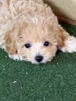 Gayla, a female Bichpoo for sale in Walnut, MS – 1 of 4