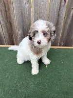 Ella, a female Cavapoo for sale in Walnut, MS – 7 of 7
