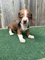Rosco, a male Miniature Dachshund for sale in Walnut, MS – 5 of 8