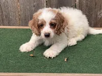 Galen , a male Cockapoo for sale in Walnut, MS – 5 of 5