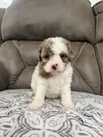 Maggie, a female Cavapoo for sale in Walnut, MS – 6 of 8