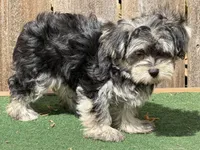 Nala , a female Morkie for sale in Walnut, MS – 4 of 4