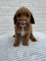 Maggie, a female Cavapoo for sale in Walnut, MS – Photo 4 of 6