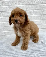 Maggie, a female Cavapoo for sale in Walnut, MS – Photo 3 of 6