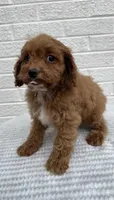 Maggie, a female Cavapoo for sale in Walnut, MS – Photo 2 of 6