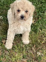 Daisy, a female Miniature Goldendoodle for sale in Walnut, MS – Photo 4 of 4