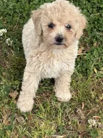 Daisy, a female Miniature Goldendoodle for sale in Walnut, MS – Photo 3 of 4