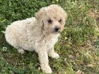 Daisy, a female Miniature Goldendoodle for sale in Walnut, MS – Photo 2 of 4