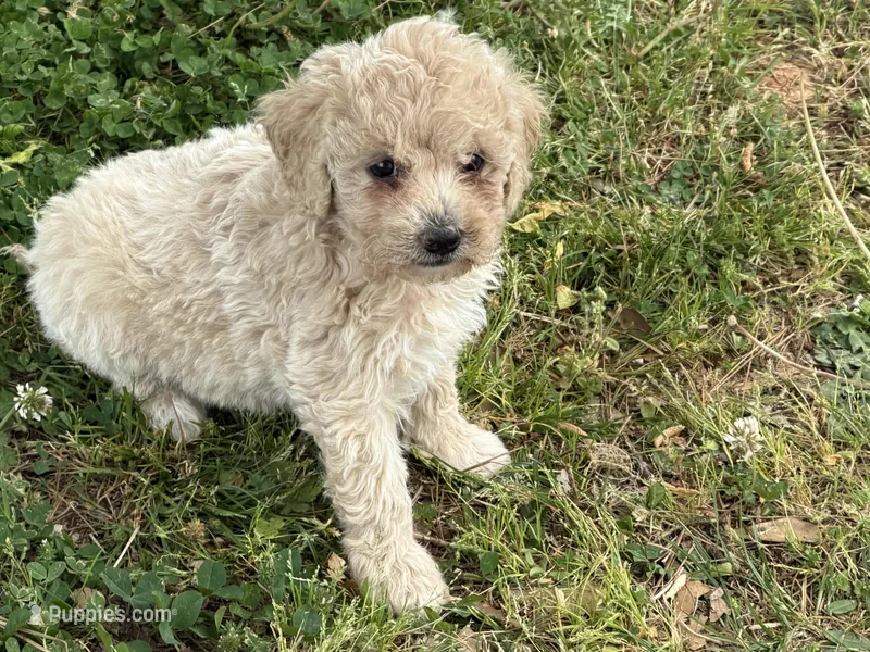 Daisy – Miniature Goldendoodle puppy for sale in Walnut, MS