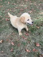 Maggie, a female Golden Retriever for sale in Walnut, MS – 4 of 5