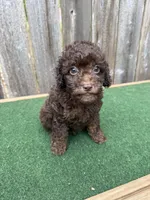 Charlie , a male Poodle - Miniature  for sale in Walnut, MS – 6 of 8
