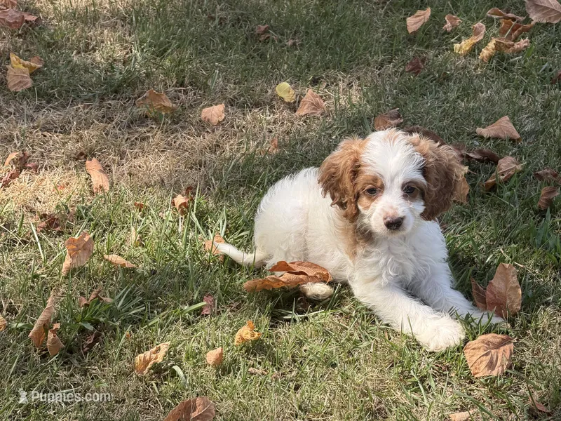 Megan – Cockapoo puppy for sale in Walnut, MS
