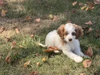 Megan, a female Cockapoo for sale in Walnut, MS – 1 of 4
