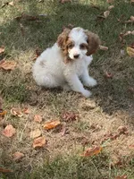Megan, a female Cockapoo for sale in Walnut, MS – 4 of 4