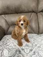 Marlee, a female Miniature Goldendoodle for sale in Walnut, MS – 7 of 9