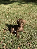 Nike , a male Miniature Dachshund for sale in Walnut, MS – 2 of 4